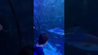 Alton towers shark bait reef