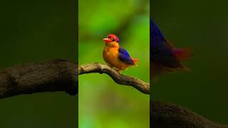 Black-backed dwarf kingfisher # #birds #birdsofparadise #trending #shorts #kingfisher