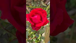 Wow amazing rose flower 🥀 || Home Gardening | #rose #flowers #gardening #youtubeshorts