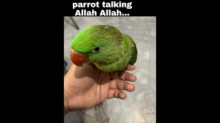 parrot talking Allah | parrot training | parrot talking mithu | Animals Time