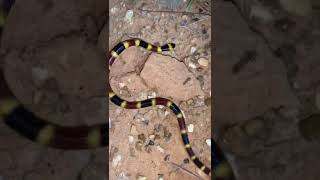 Beautiful coral snake!🐍#snake #animals #outdoors #wildlife #nature #crazy #scary #creepy #cool #