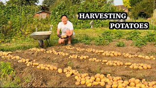 Potatoes Harvest | Grow your own food | Gardening | Nepali Family UK | Grow your own vegetables