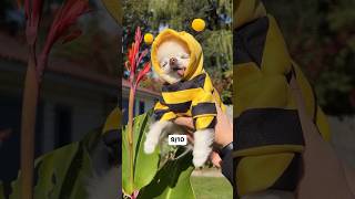 Tiny Cedric rates flowers in his garden #funny #shorts #reels #dog