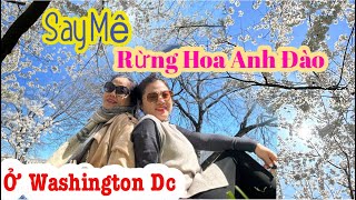 Say mê rừng Hoa anh Đào tại Washington DC/ Đến viếng đài tưởng niệm tổng thống Abraham Lincoln