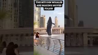 THE BITCOIN WHALES ARE MAKING MOVES FOLKS!