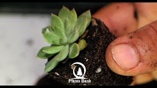 How To Repot Echeveria & Succulent Plants