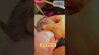 Poor cat 🥺 what's in the cat's nose? #cat #catlover #catvideos