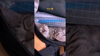 cute cat video 😍