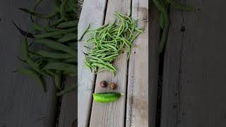 Garden Harvest August 16, 2023 #gardening #harvest