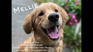 Sweet Mellie the Golden Retriever's Board and Train | Chattanooga dog traininer