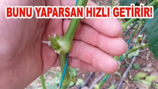 BİBERDE HIZLI MEYVE GETİRİSİ İÇİN YAPILMASI GEREKENLER.