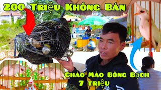 Gặp Lại Cao Thủ Hưng Có Chú Chào Mào Mồi 200 Triệu Không Bán | Chào Mào Bạch 7 Triệu Tại Chợ Chim