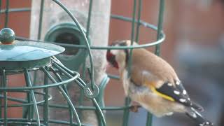 goldfinch