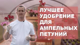 Удобрение для петуний проверенное годами