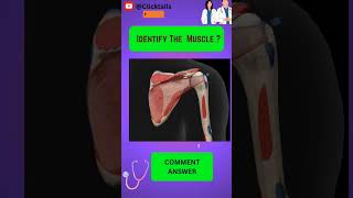 Identify the Muscle of upper limb quiz #anatomy #humananatomy #upperlimuscles