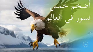 أضخم خمس نسور في عالم الحيوان و الطيور