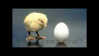 Which came first? Chicken or Egg?