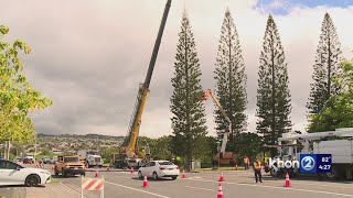 55-ft cook pine tree harvested for Honolulu City Lights