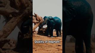 What's So SPECIAL About Elephant Quality? #facts #information #earth #elephant