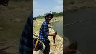 3kg Rahu Amazing fish catching