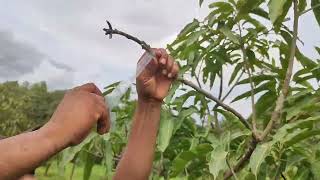 Insitu softwood grafting on *Vellaikulumban* rootstock 🥭. #konkan #mango #agriculture #ratnagiri