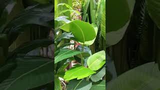 Plant Shop/ Garden Center Tour#shorts