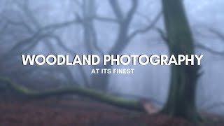 FOGGY WOODLAND PHOTOGRAPHY at its FINEST