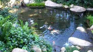 How to build a Koi pond with multiple waterfalls