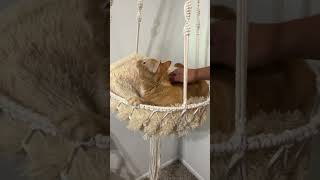 Cama de Gato de Macrame | Macrame Cat Hammock ❤️ #macrametutorial #macrame #cathammock