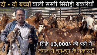 ₹13000@How to start goat/farming |(@India’s largest goat farming)@Shree goat farm