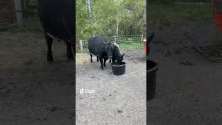 Calf Enjoying Lick Tub from Fleet Farm Belted Galloway Homestead