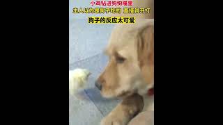 That’s not chicken bites #funny #dog #funnymoments #shorts #goldenretriever