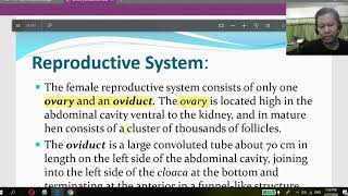 REPRODUCTIVE SYSTEM OF THE CHICKEN