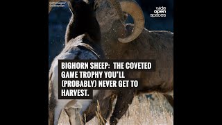 Bighorn Sheep:  The Coveted Game Trophy You'll (Probably) Never Get to Harvest