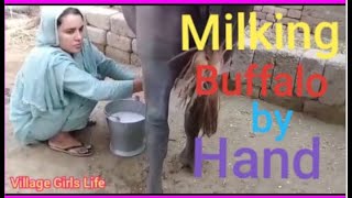 Girl Buffalo Milking by Hand/ #milking #dairies #buffalomilking #girlmilking #dairycattle