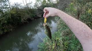 Small tributary creek fishing Central Ohio Top water whopper plopper  bass fishing Summer 2023