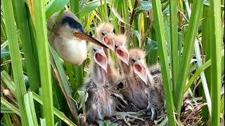 Baby Birds Force Parents To Drop Food For Them