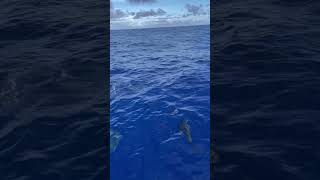 Beautiful Dolphins in the Mediterranean #shorts