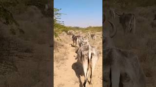 Desert cows in group. #yshorts #utubeshorts