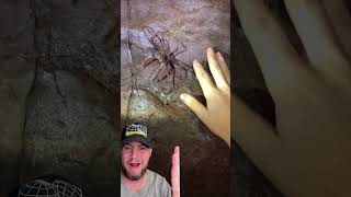 THIS CAVE IS CRAZY SCARY @InsecthausTV #shorts