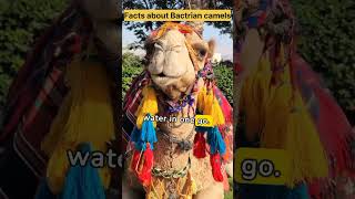 facts about 🐫 Bactrian camels