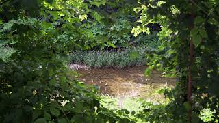 Relaxing River through Bushes (SLOG3 Footage) | FREE DOWNLOAD #NoCopyright 4k #StockFootage