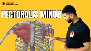 Pectoralis Minor Muscle: Anatomy & Functions | Muscle Knowledge Series