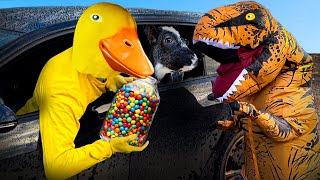 Rubber Ducky Saves Puppy from T rex with Car Ride Chase by Ducky life