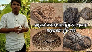 রাসেল’স ভাইপার সাপ নিয়ে আতঙ্ক ছড়িয়ে পড়েছে | আতঙ্ক নয় সচেতনতা বৃদ্ধি করি | russell's viper facts