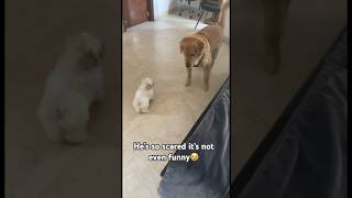 Hilarious Golden Retriever Gets Scared Of Shih Tzu Puppy🤣🤣#goldenretriever #scared #shihtzu#puppy