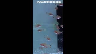 whitefin tetra on stock