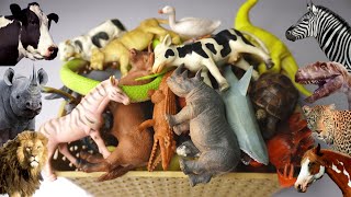 sea animals entertainment 13+ dinosaurs horse tiger lion zebra cow camel deer elephant. Animals Demo