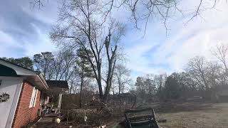 Timelapse silver maple #treeing #awesome #timelapse #youtubeshorts