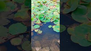 #ponds #lake #thamarai #lotuspond #lotus #arrahmanmusic #arrahman #shortsviral #shortsvideo